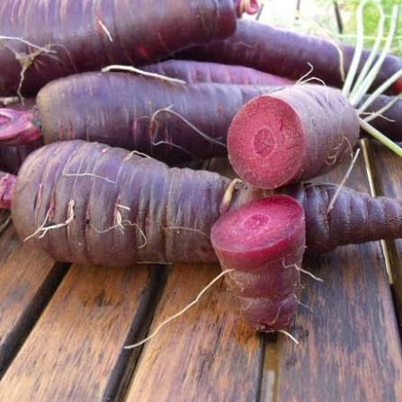 Carotte violette BIO