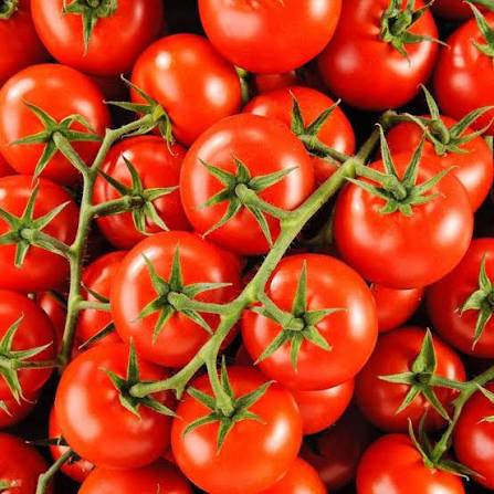 Tomate grappe BIO