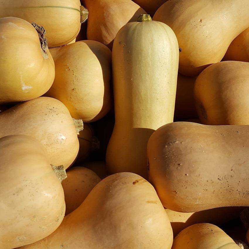 Courge butternut BIO