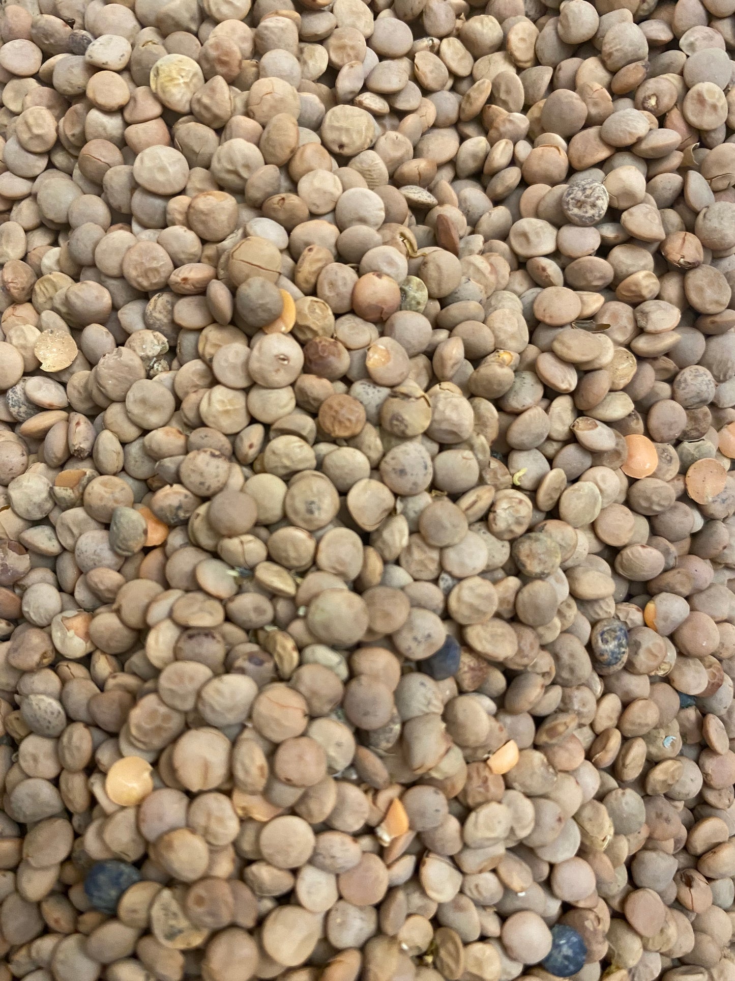 Lentilles rouges BIO
