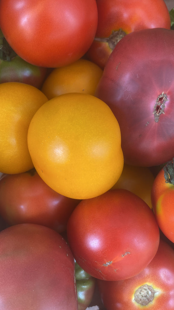 Tomates BIO