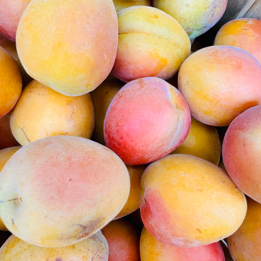 Abricots BIO