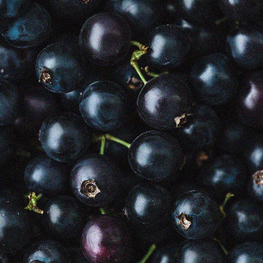 Cassis BIO