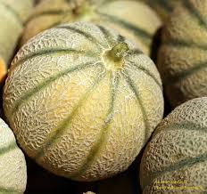 Melon Charentais BIO