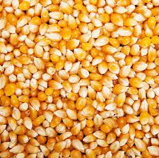 Maïs pour pop corn