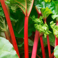 Rhubarbe BIO