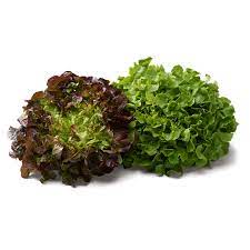 Salade feuille de chêne BIO