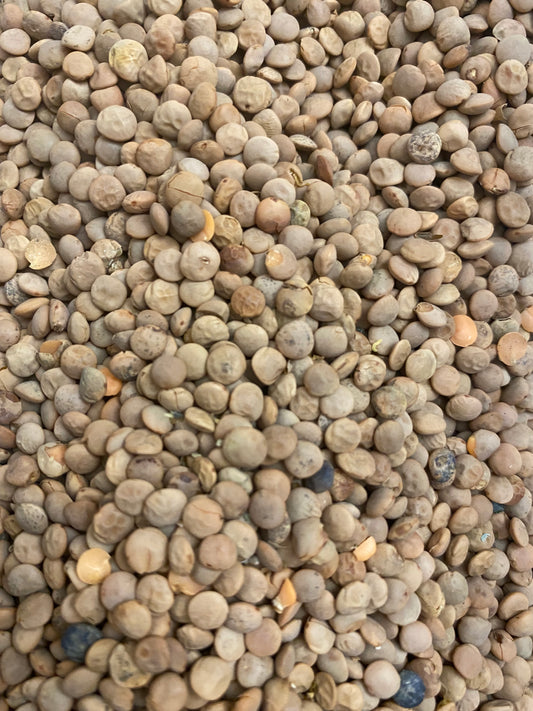 Lentilles rouges BIO