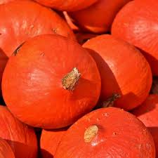 Courge potimarron BIO